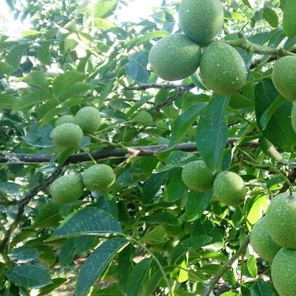 Lá và quả cây óc cho trong thực tế