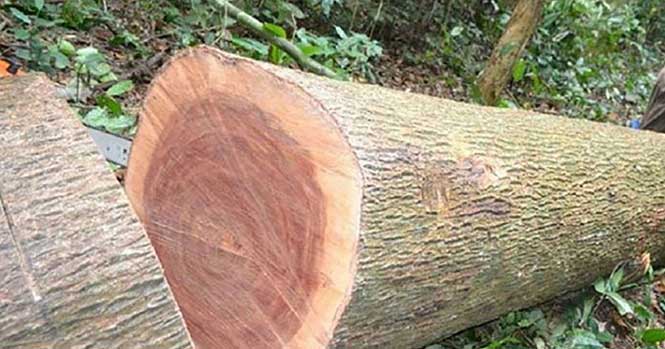 Gỗ xoan đào là gỗ gì? Thuộc nhóm mấy, có tốt không. Ưu và nhược điểm của gỗ xoan đào